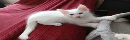Maine Coon cats for sale: Maine Coon Kittens for Sale - Advert 4