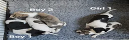 Whippet dogs for sale: KC reg Whippet puppies - Advert 11