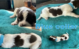Sprocker dogs for sale: Sprocker for sale - Image 3