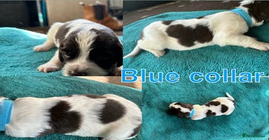 Sprocker dogs - Advert 8