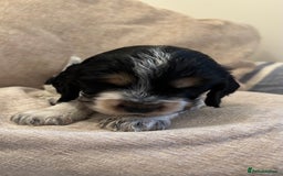 Cocker Spaniel dogs for sale: KC Reg Show Cocker Rizi Bizi bloodline Puppies - Image 22