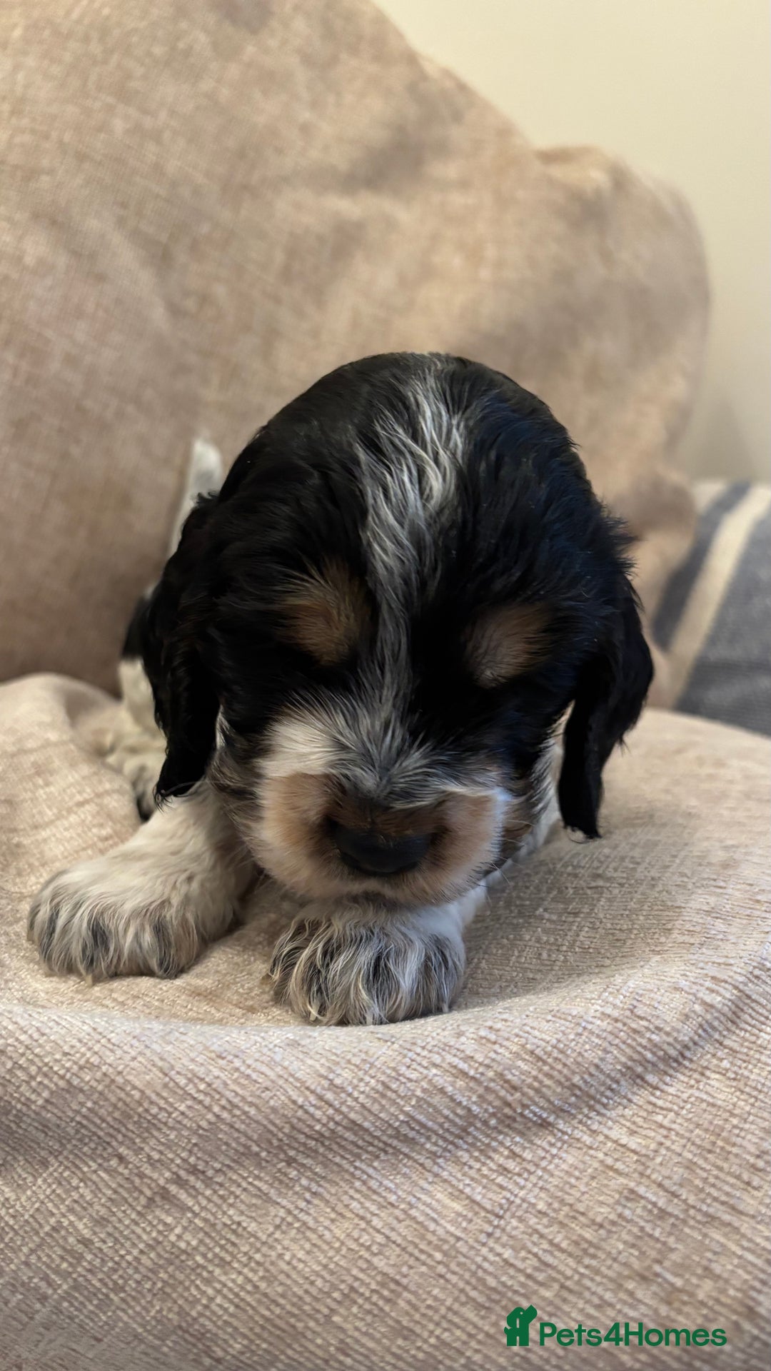 Cocker Spaniel dogs for sale: KC Reg Show Cocker Rizi Bizi bloodline Puppies - Image 22
