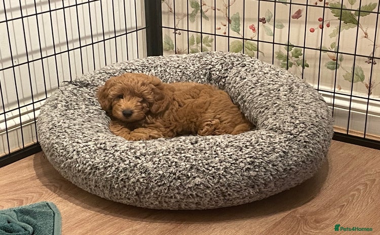 Cockapoo dogs - Advert 1