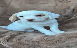 Cocker Spaniel dogs for sale: Gorgeous kc registered cocker spaniel puppies - Image 29