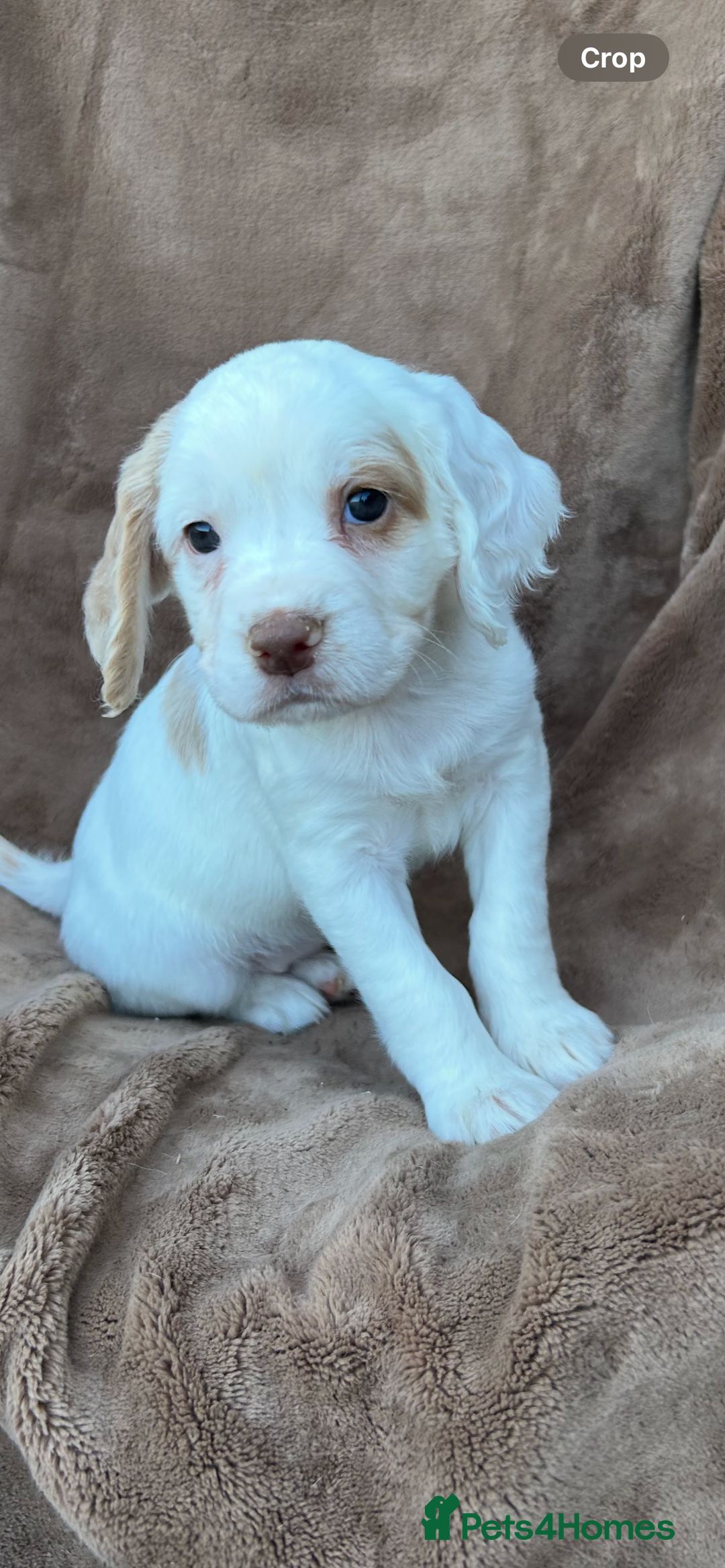 Cocker Spaniel dogs for sale: Gorgeous kc registered cocker spaniel puppies - Image 29
