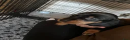 Dachshund dogs for sale: Beautiful sliver merle & Black and Tan dachshunds - Advert 24