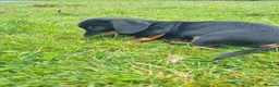 Miniature Dachshund dogs for sale: KC registered black and tan dachshund  - Advert 12