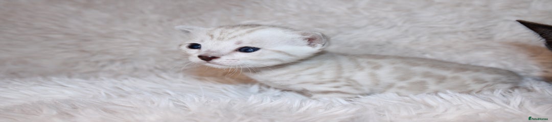 Seal Silver Mink Spotted 