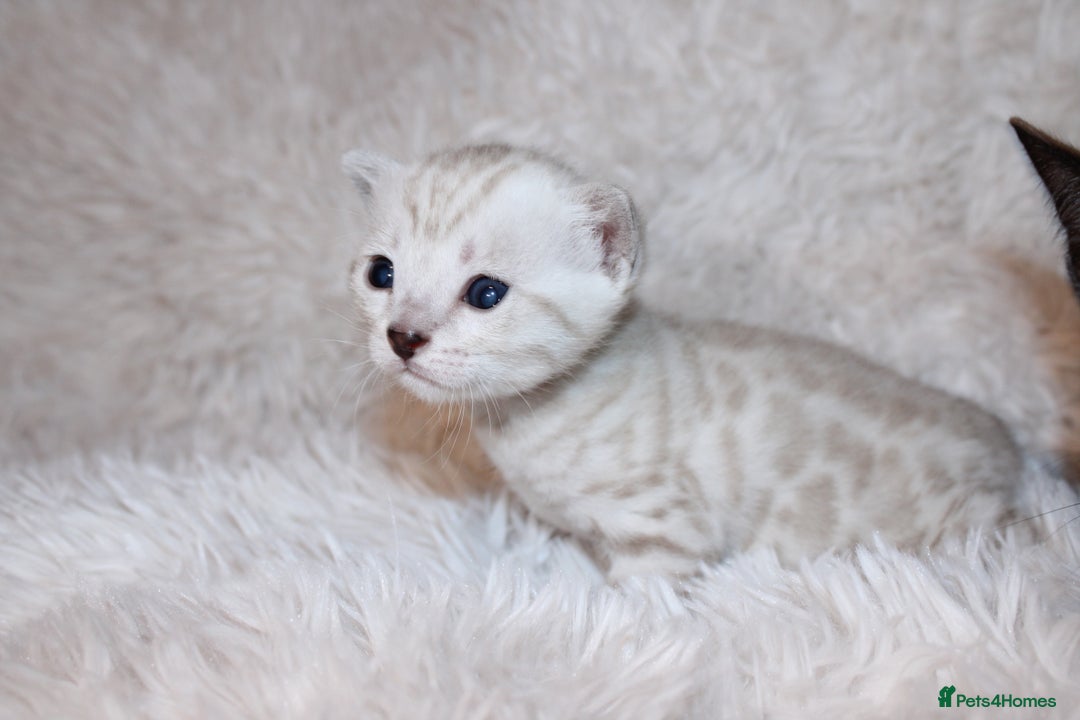 Bengal cats for sale: 😻🐈‍⬛OUTSTANDING PEDIGREE BENGAL 🐈‍⬛ 💯 - Image 8