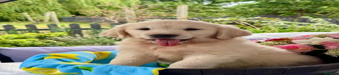 Golden Retriever Puppy 3