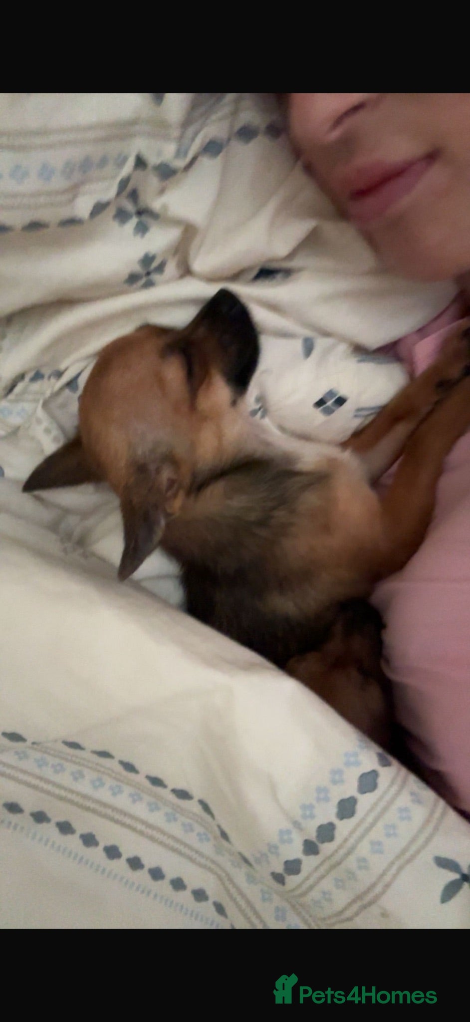 Chihuahua dogs Puppy  - Advert 1