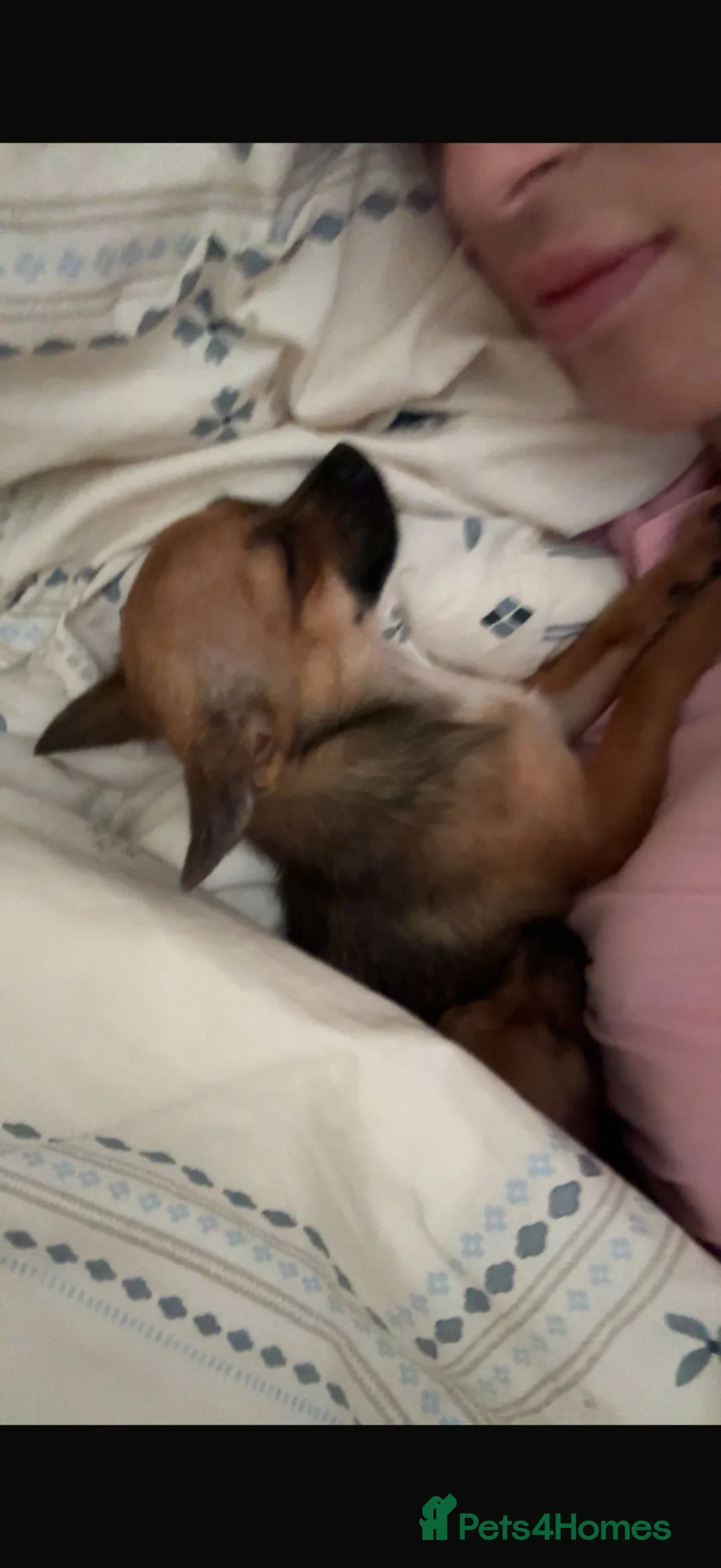 Chihuahua dogs for sale: Puppy  - Advert 1