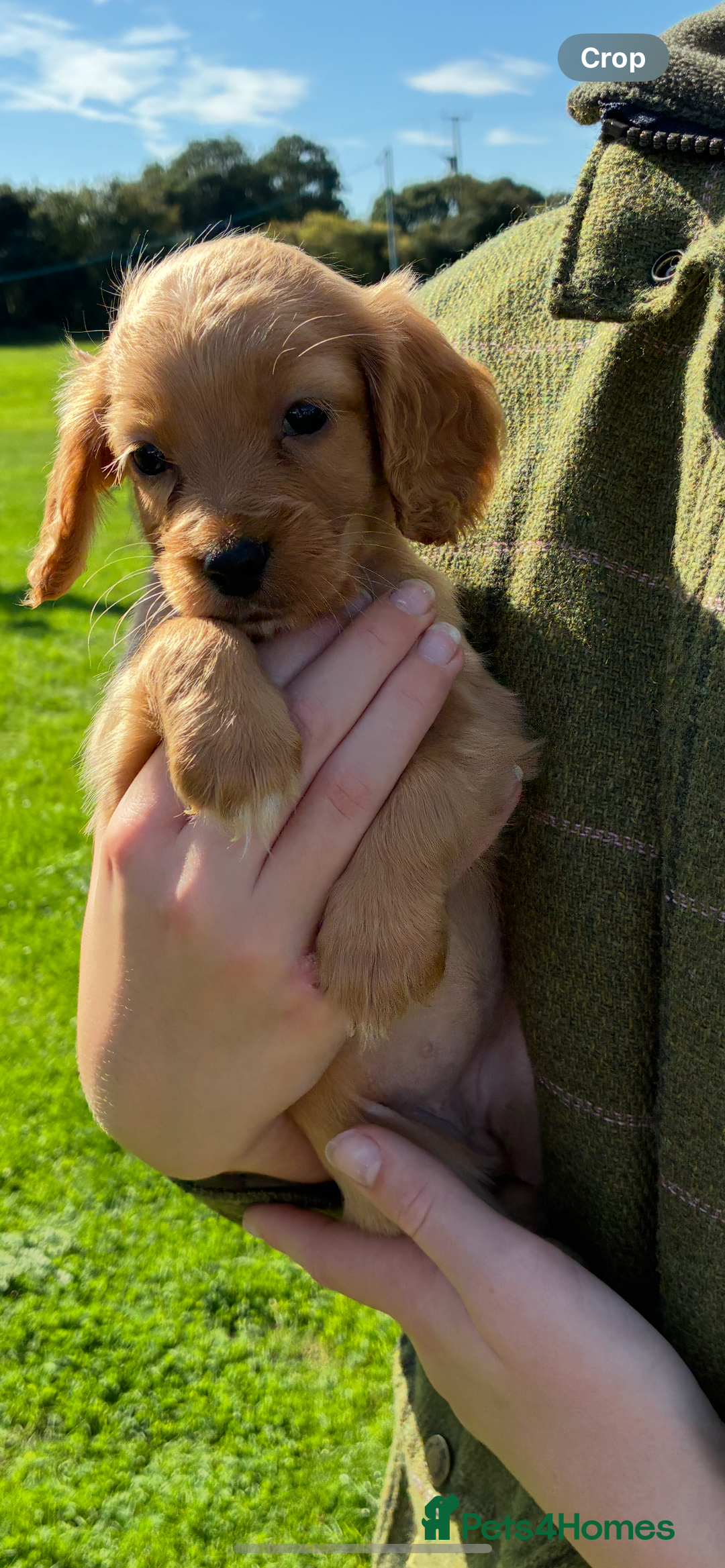 Cocker Spaniel dogs for sale: WORKING COCKER SPANIELS - Image 5