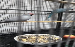 Ringnecks birds for sale: Indian Ringneck pairs Yellow £600 & Blue Grey £500 in Morden - Image 3
