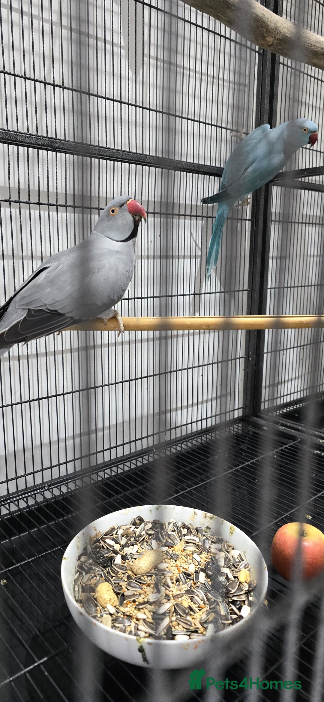 Ringnecks birds for sale: Indian Ringneck pairs Yellow £600 & Blue Grey £500 in Morden - Image 3