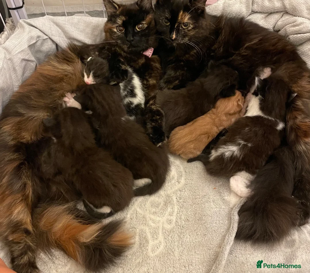 Mixed Breed cats for sale: 4 boy kittens still available  - Advert 1