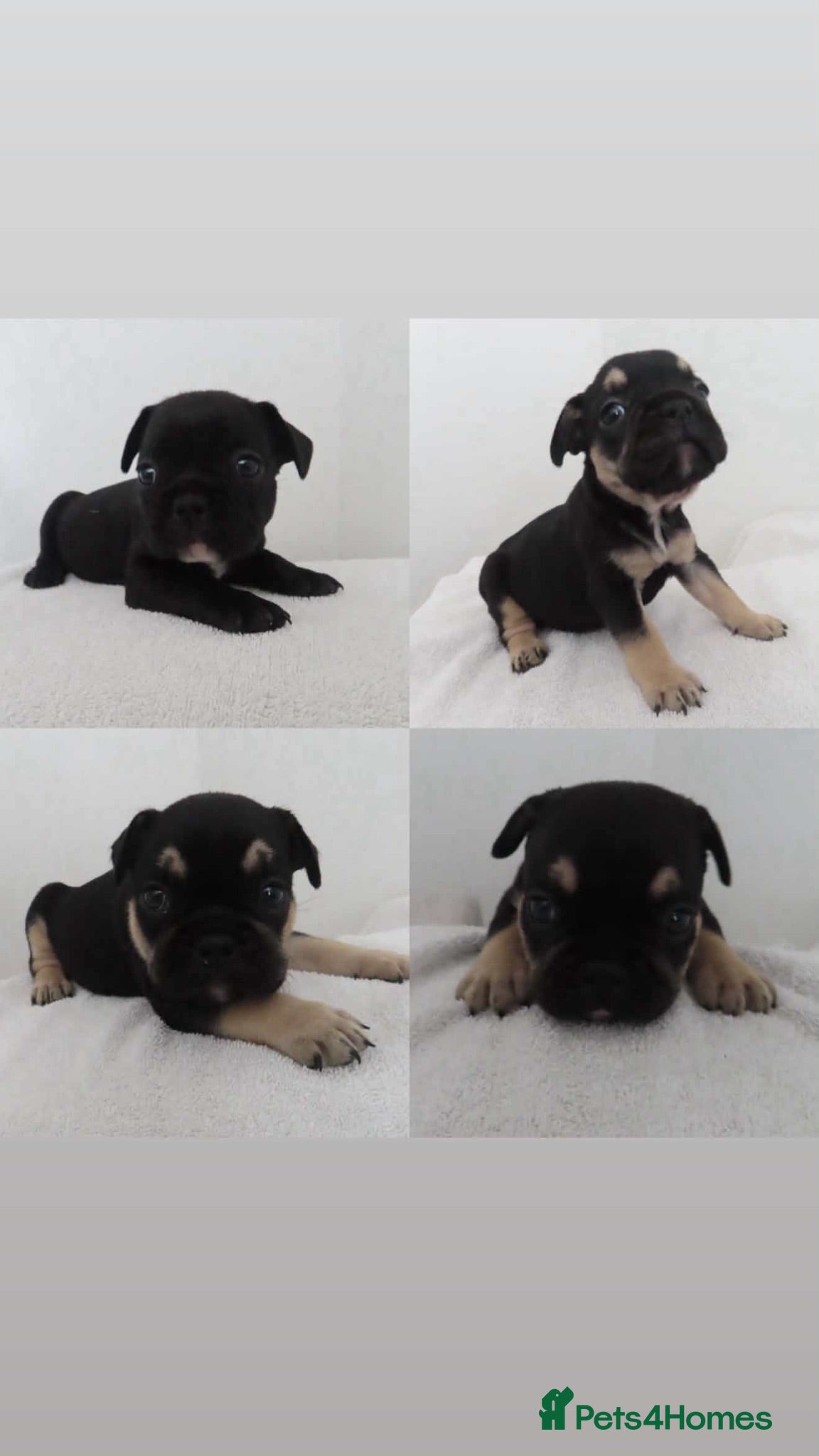 French Bulldog dogs 🐾 Beautiful French Bulldog Puppies 🐾 - Advert 13