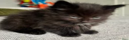 Ragdoll cats for sale: Ragdoll x Domestic Tortoiseshell Shorthair Kittens - Advert 11