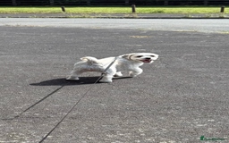 Zuchon dogs for sale: Dottie - 3 year old neutered Zuchon - Image 3