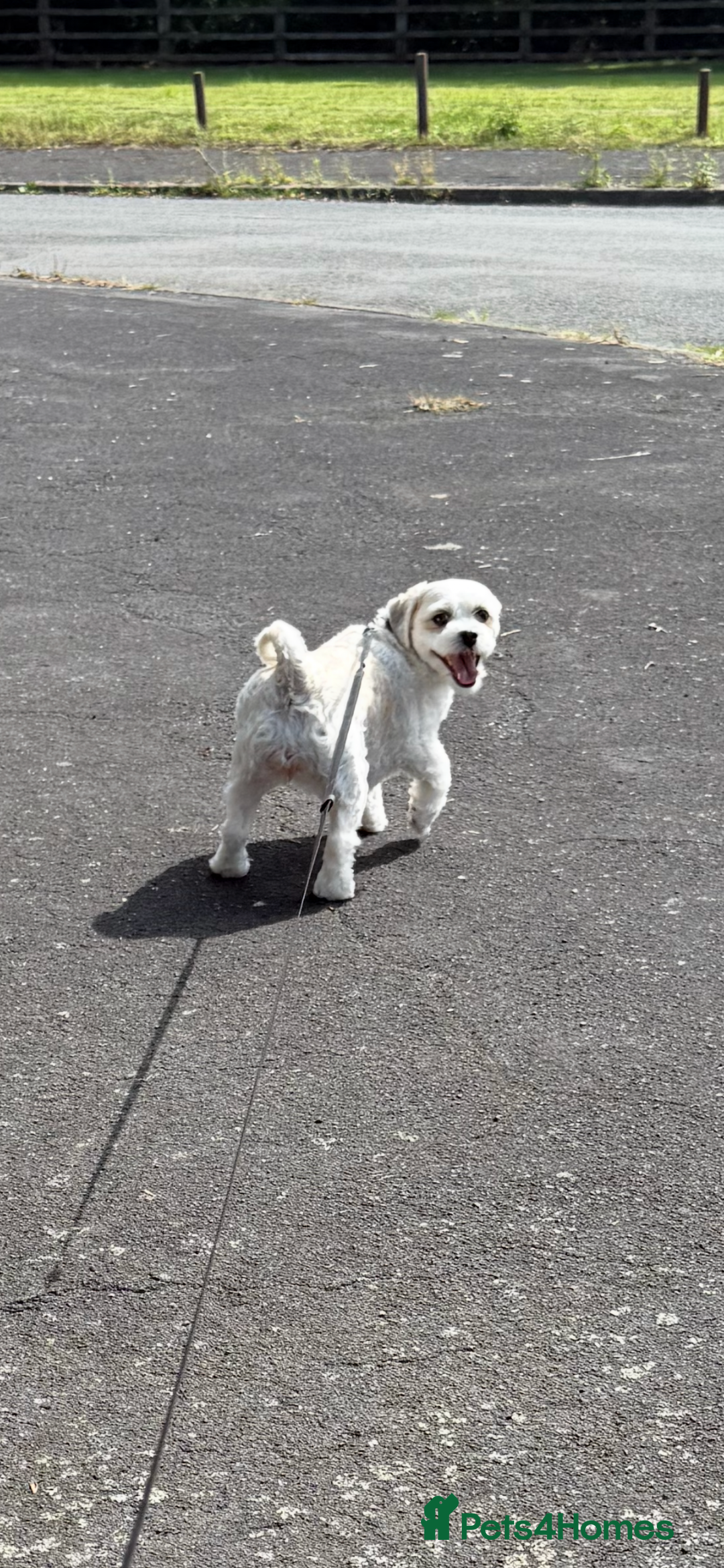 Zuchon dogs for sale: Dottie - 3 year old neutered Zuchon - Image 3