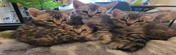 Bengal cats for sale: Beautiful Silver Bengal Kittens Ready soon in Southampton - Advert 11