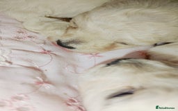 Miniature Poodle dogs for sale: Miniature poodle  - Image 12