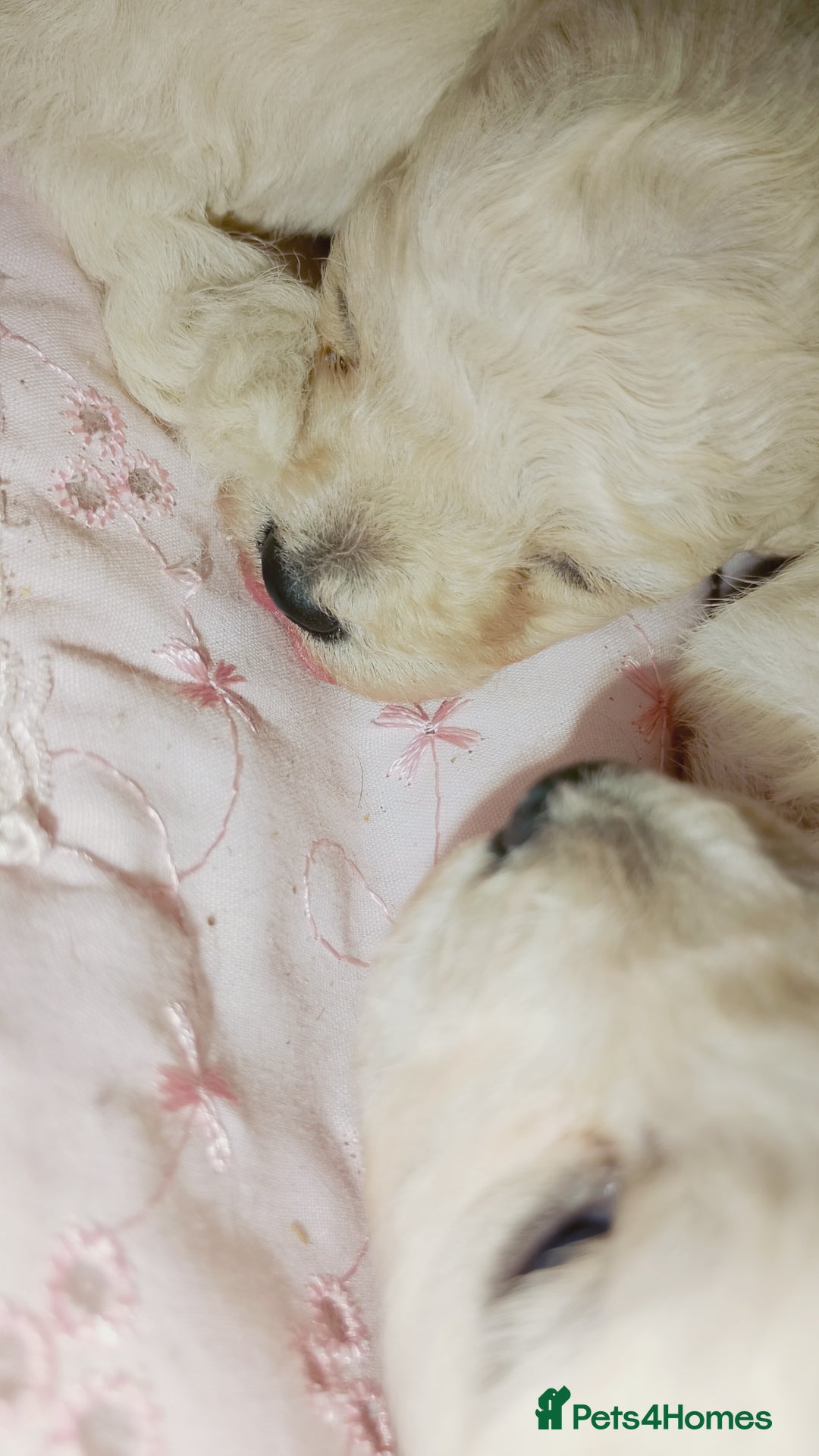Miniature Poodle dogs for sale: Miniature poodle  - Image 12