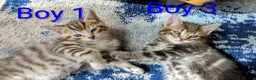 Mixed Breed cats for sale: Gorgeous Tabby Kittens for sale Ready June 17 - Advert 22