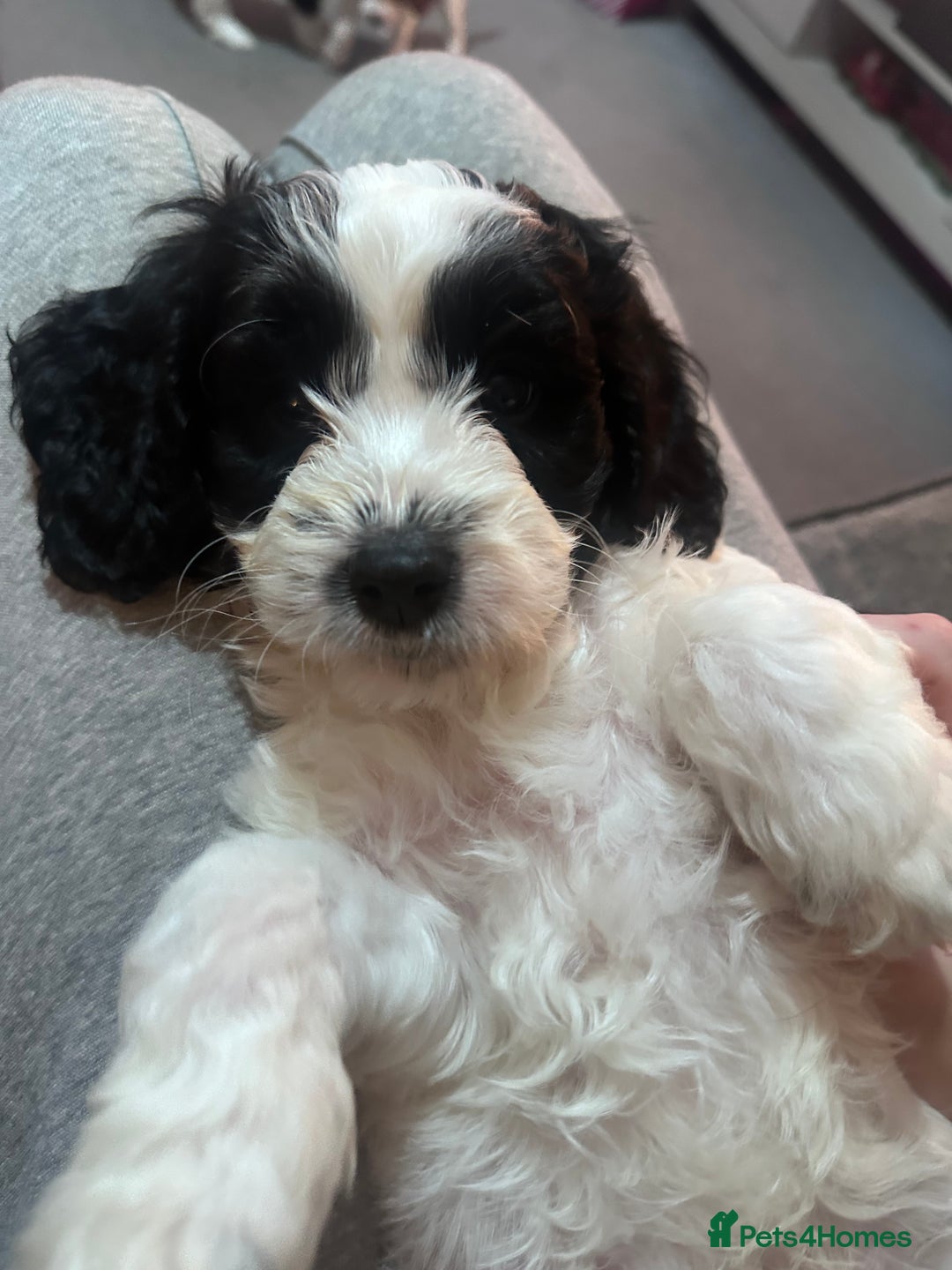 Mixed Breed dogs for sale: 3 LEFT - Cockapoo Cavapoo Puppies - READY TO GO - Advert 6