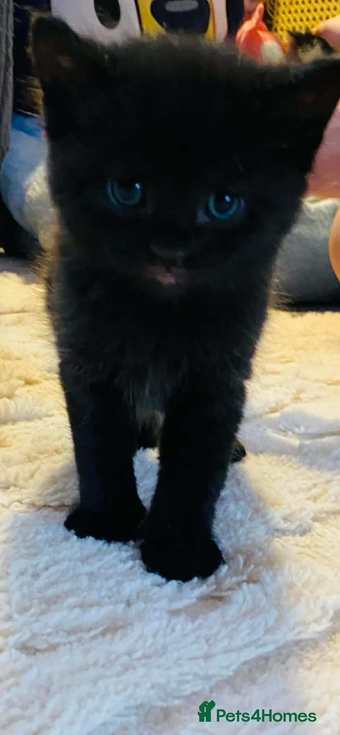 Mixed Breed cats for sale: 5 Gorgeous Bengal x kittens  - Advert 1