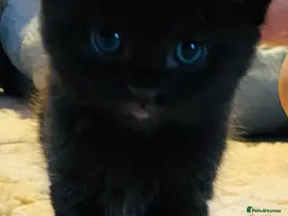 Mixed Breed cats 5 Gorgeous Bengal x kittens - Advert 1