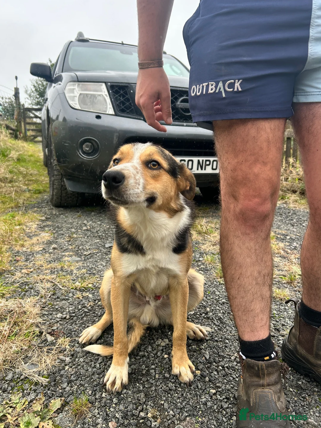 Border Collie dogs for sale: Border Collie 1 year old in Dolgellau - Advert 1