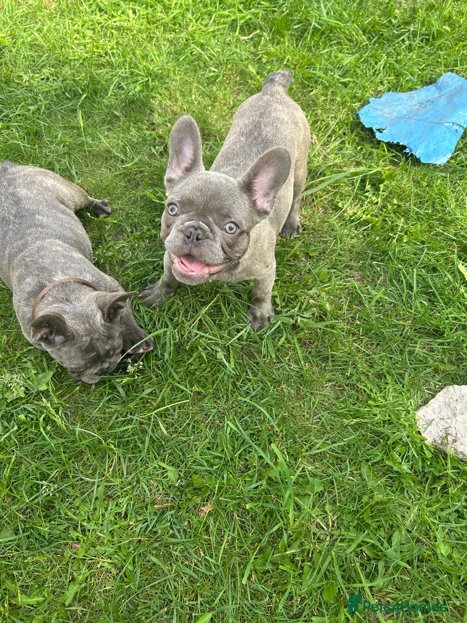 French Bulldog dogs Quality healthy french bulldog last boy available - Advert 3