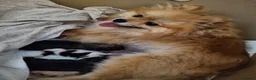Pomeranian dogs for sale: Beautiful pomeranian pups just born!! - Advert 7