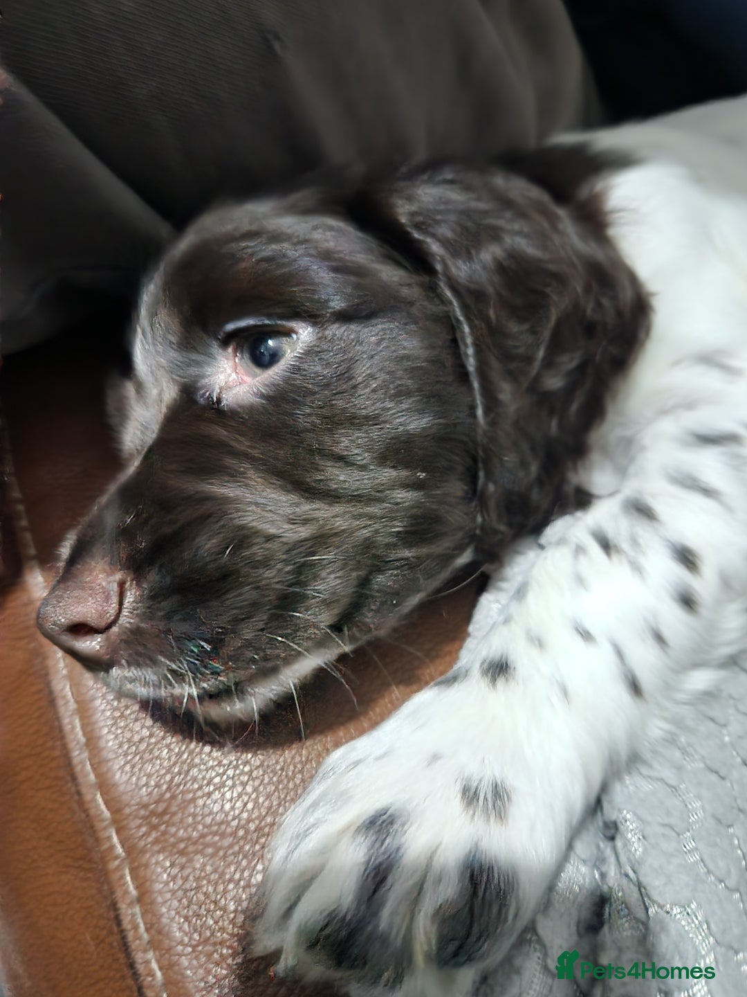 Cocker Spaniel dogs for sale: Cocker spaniel puppys. - Advert 14