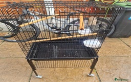 Conures birds for sale: Hand reared baby green cheeked conure - Image 7