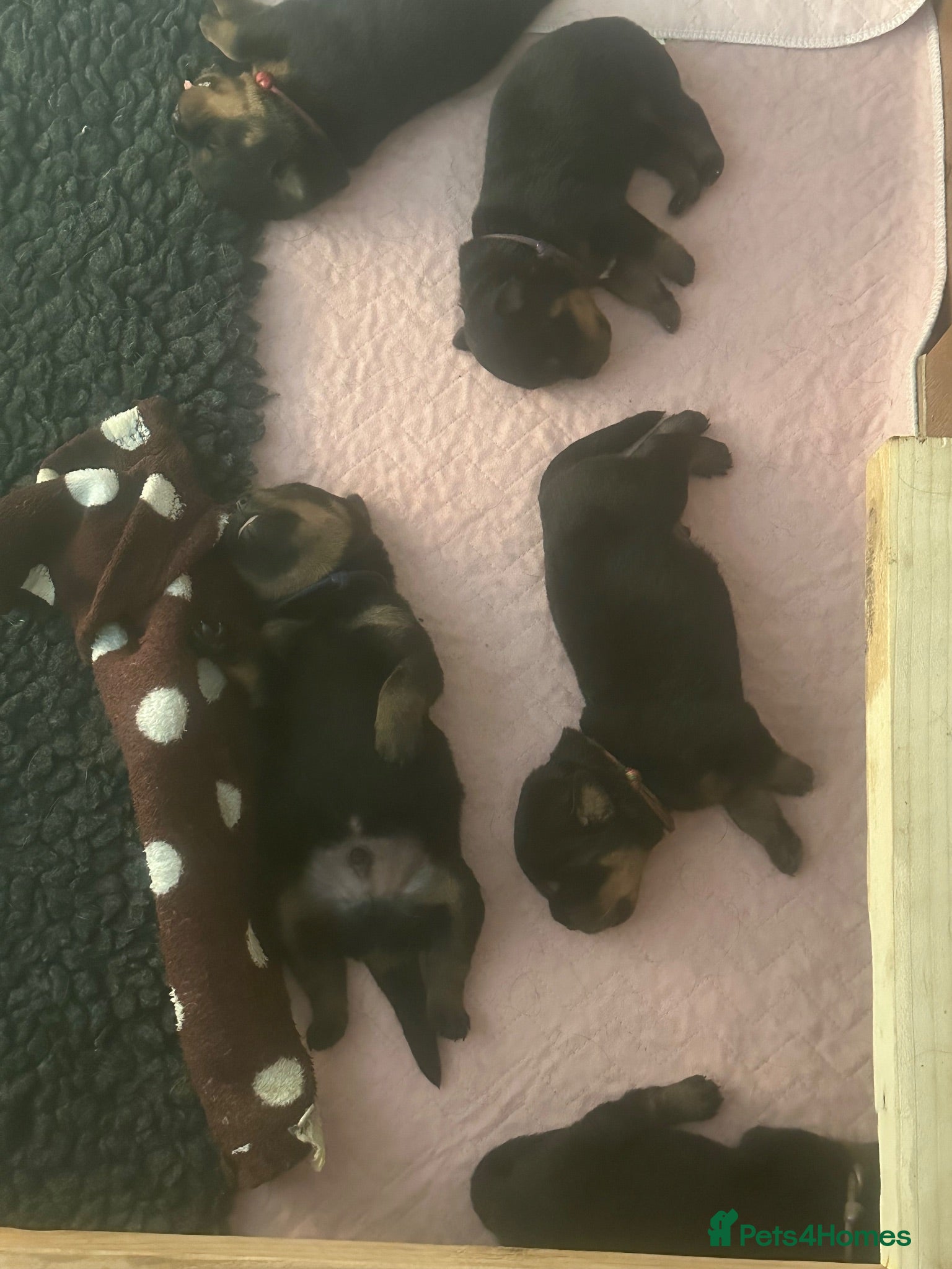 Rottweiler dogs Amazing Rottweiler litter of 12, 5 girls 7 boys  - Advert 2