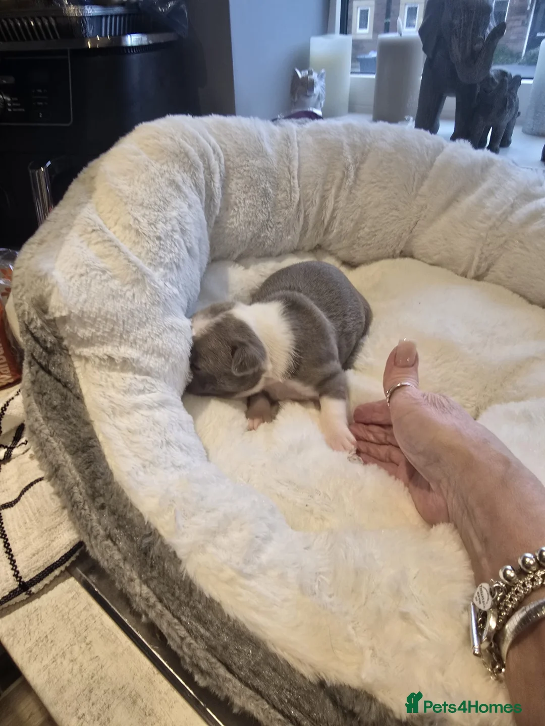 Boston Terrier dogs for sale: BEAUTIFUL BOSTON TERRIER PUPS  - Advert 12