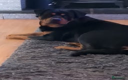 Rottweiler dogs for sale: Female rotweiller  - Image 3
