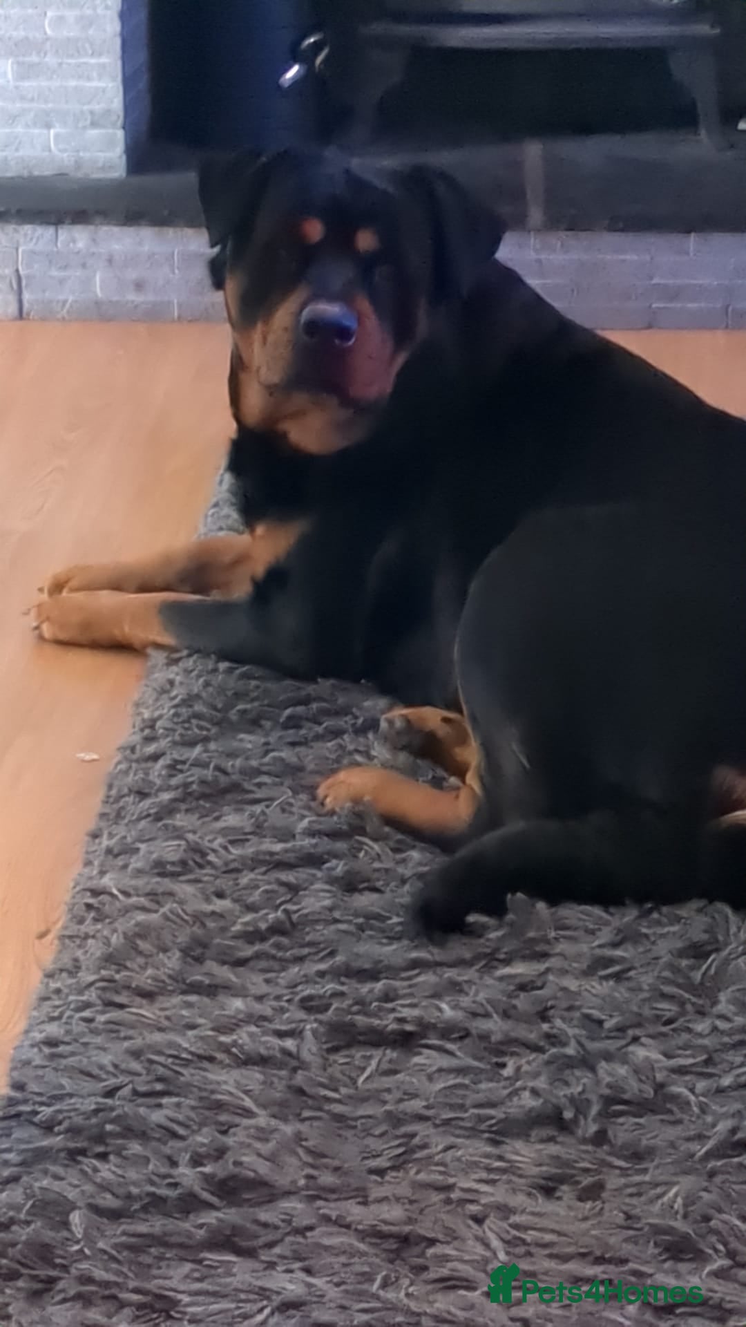 Rottweiler dogs for sale: Female rotweiller  - Image 3