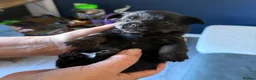 Chorkie dogs for sale: One gorgeous boy left  - Advert 13
