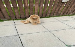 Mixed Breed dogs for sale: Labadoodle - Image 4