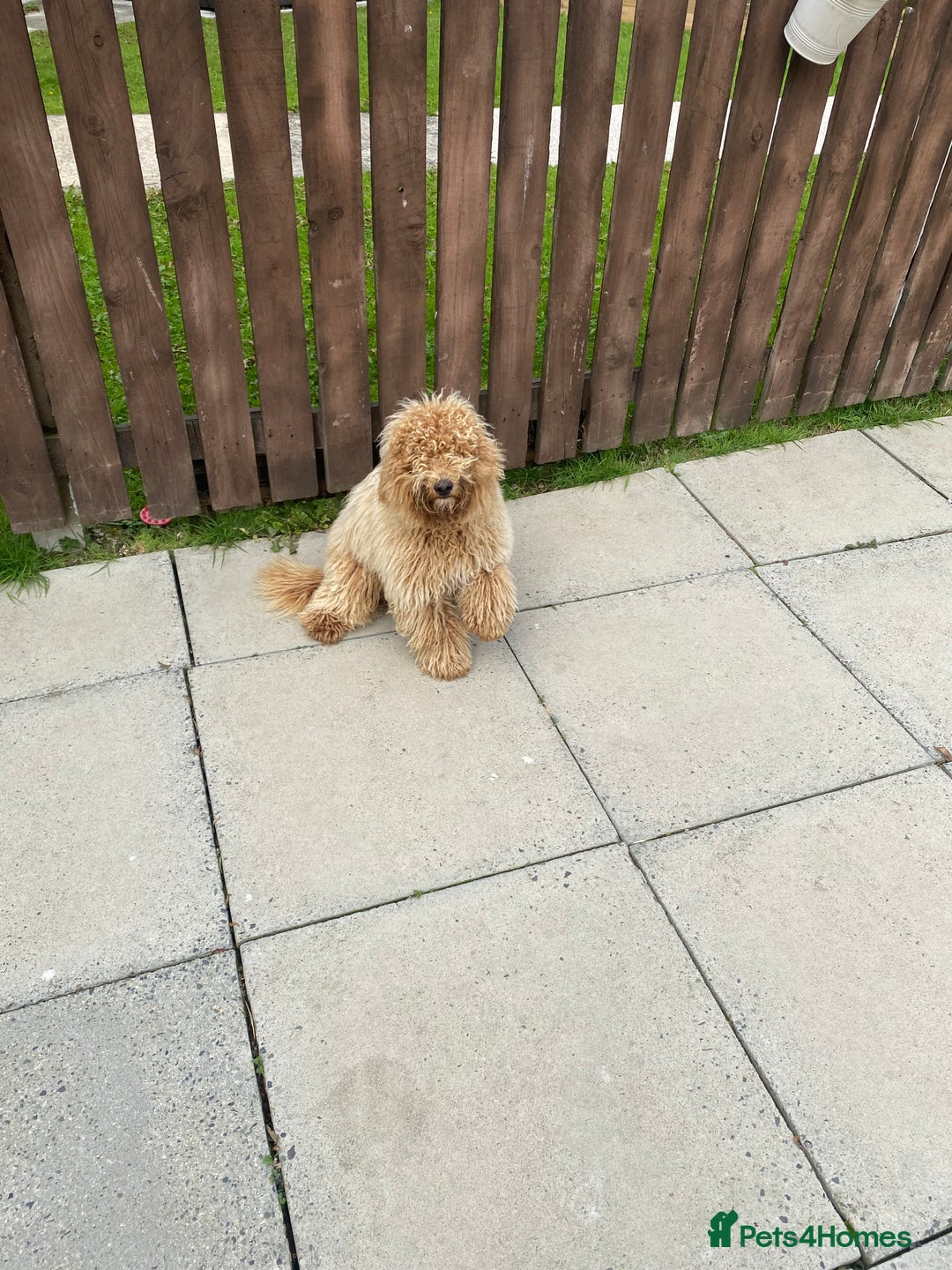 Mixed Breed dogs for sale: Labadoodle - Image 4