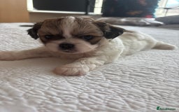 Shih Tzu dogs for sale: Shih Tzu puppies  - Image 15