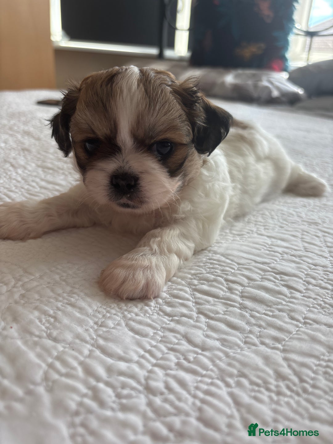 Shih Tzu dogs for sale: Shih Tzu puppies  - Image 15