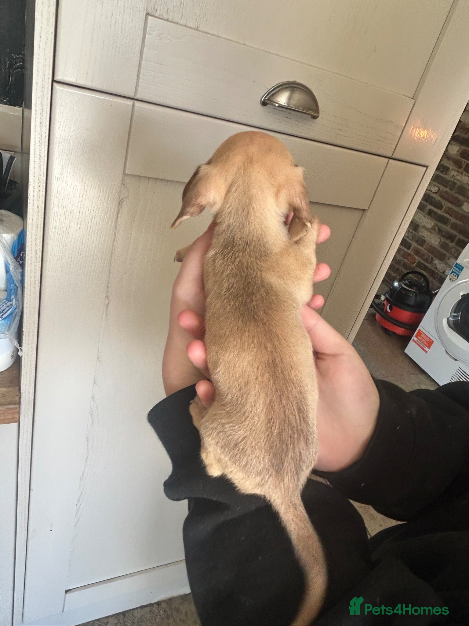 Miniature Dachshund dogs for sale: KC miniature dachshunds - Advert 20