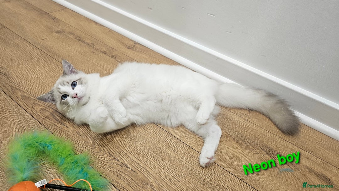 Ragdoll cats for sale: Pedegree Active Gccf 2 boys left  - Advert 25
