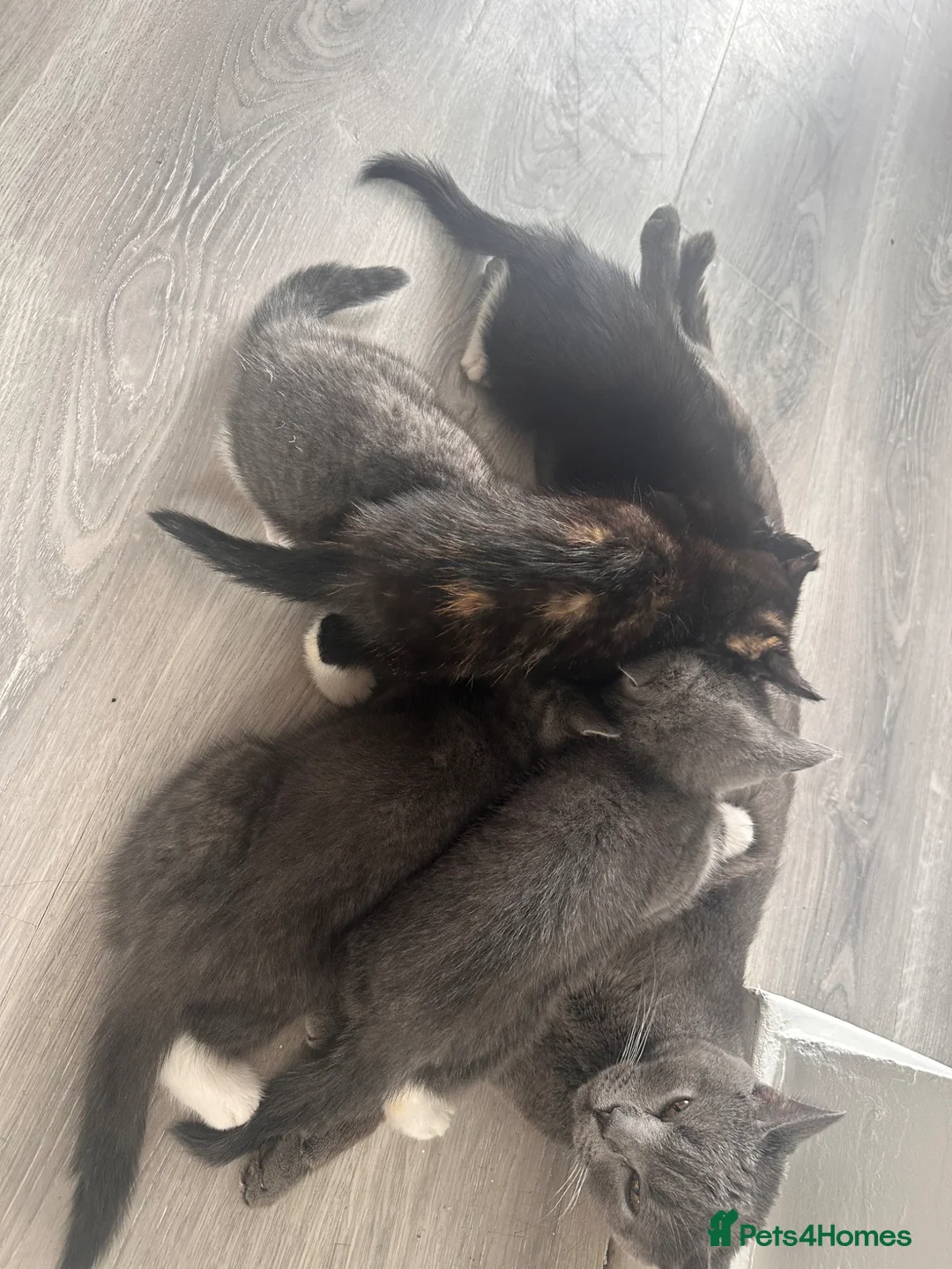 British Shorthair cats for sale: 🔥 Gorgeous Mixed British Shorthair Kittens 🔥  in Holywell - Advert 14