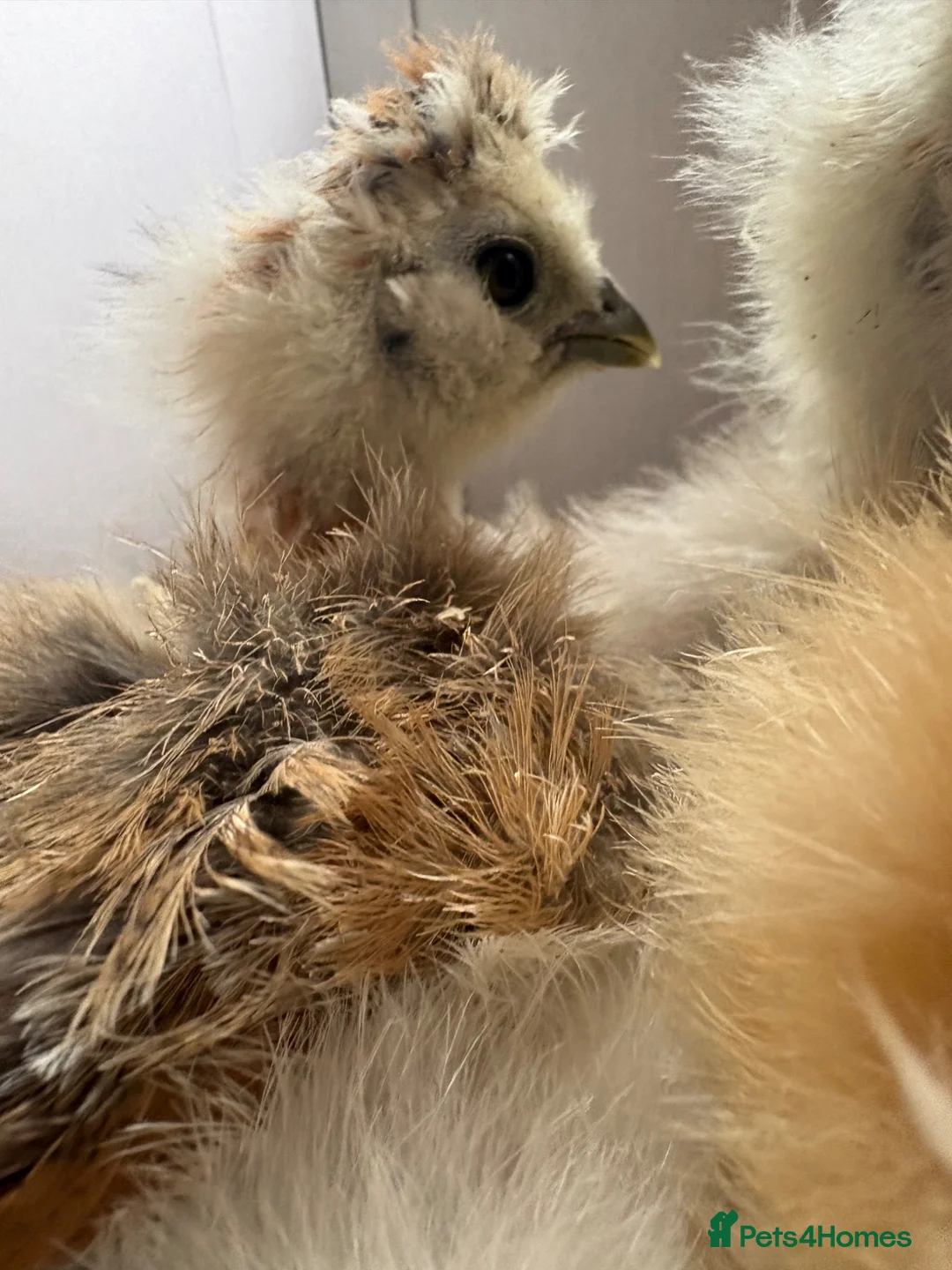Chickens poultry for sale: USA silkie chicks  - Advert 2