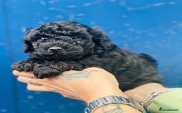 Miniature Poodle dogs for sale: Wow 🤩 how stunning  - Image 5